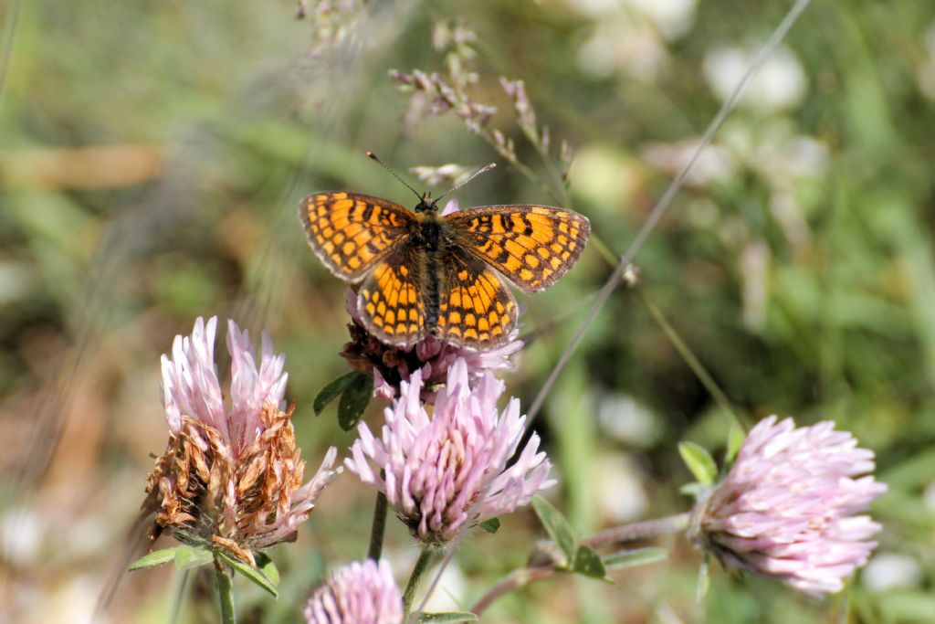 Melitaea cfr. varia